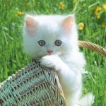 cute funny cat wallpaper