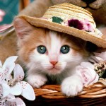 3d funny cat wallpaper