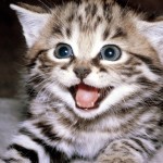 smiling funny cat wallpaper