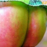 apple funny fruit wallpaper