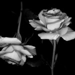 landscape black rose background