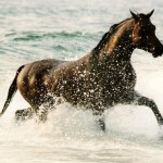 sea in horses wallpaper