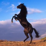 nature horses wallpaper