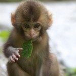 fantastic monkey photo