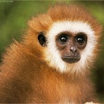 animated monkey photo