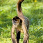 run spider monkey picture