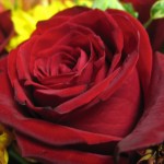 red free rose wallpaper