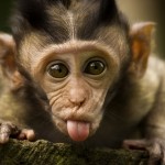 cool monkey photo