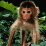 small monkey photo