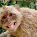 big face monkey photo