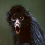 digital spider monkey picture