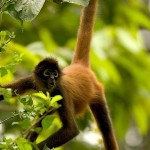 fantasy spider monkey picture