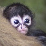good looking spider monkey picture