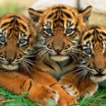 awesome picture of tigers