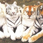 three picture of tigers