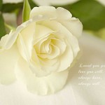 widescreen free rose wallpaper