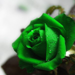 free green rose picture