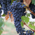 top grapes picture