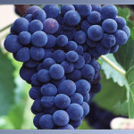 black grapes picture