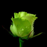 widescreen green rose picture