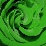 awesome green rose picture