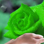 great green rose picture