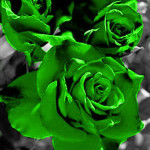 art green rose picture