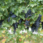 nature grapes picture