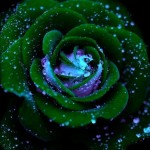 super green rose picture