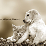 dog best friend quotes