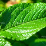 leaves beautiful natural background