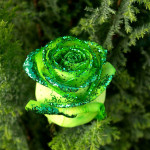fantasy green rose picture