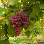 wonderful grapes picture