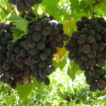 cool grapes picture