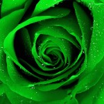 dark green rose picture