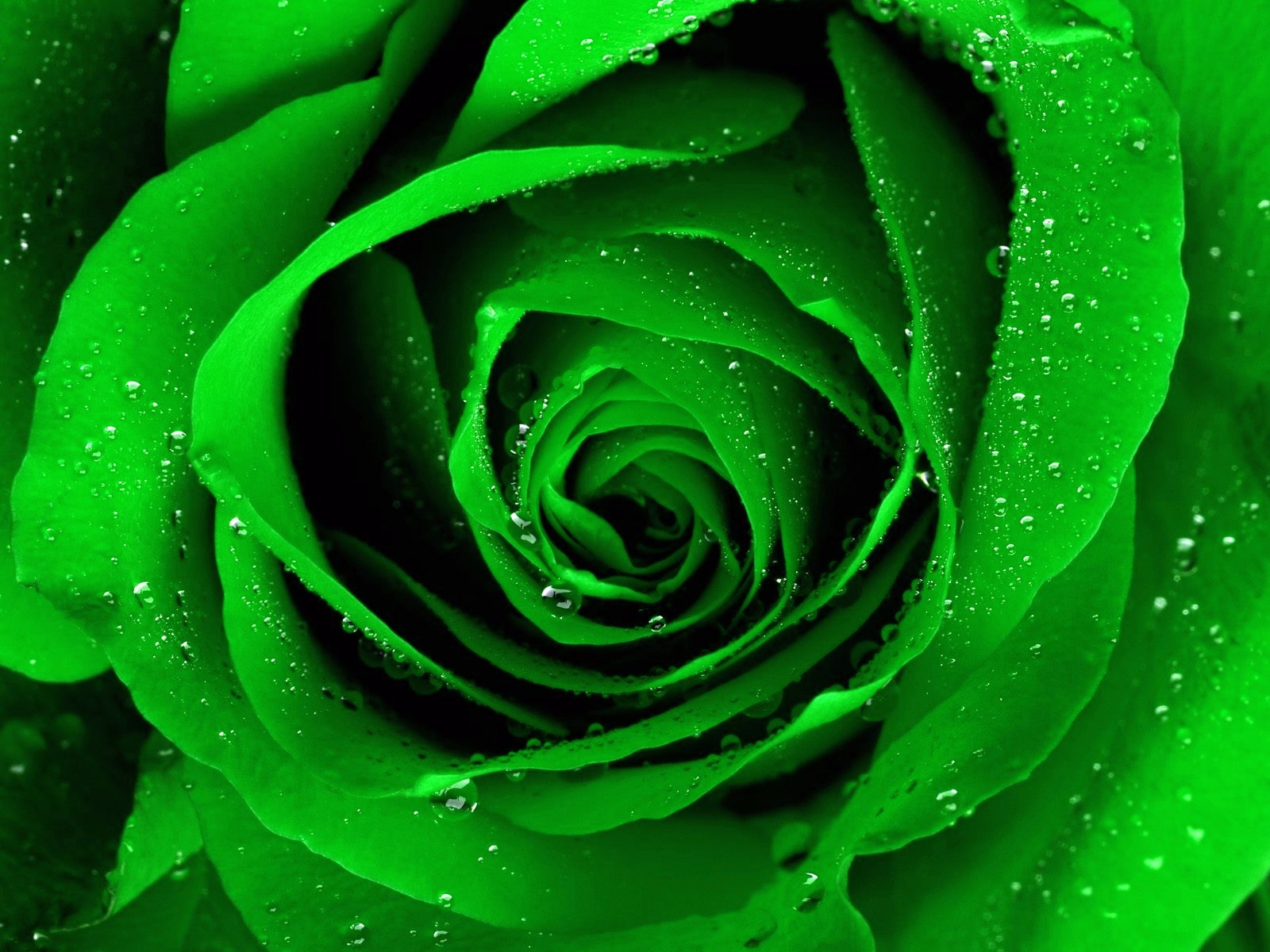 dark green rose picture