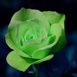 cute green rose picture