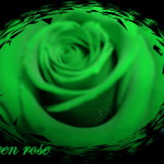 natural green rose picture