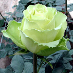 natural green rose picture
