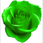 cute green rose picture
