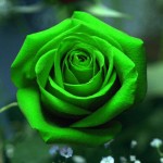 cute green rose picture