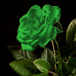 vector green rose picture