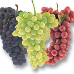 three grapes picture