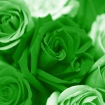 nice green rose picture