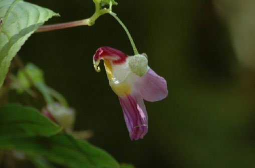 nice parrot flower