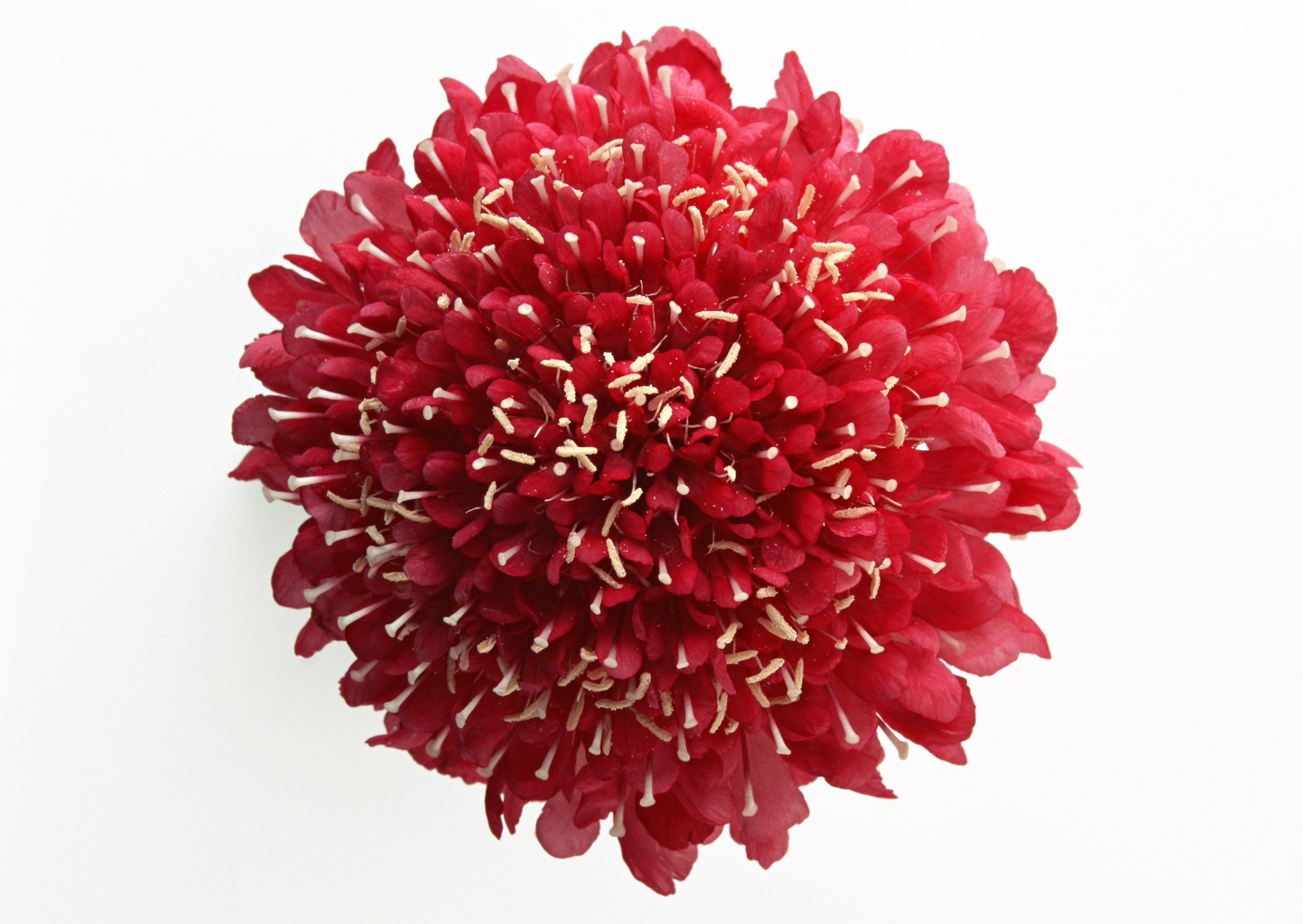 red animated flowers