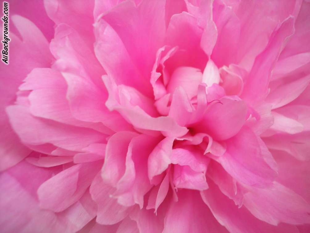 pink animated flowers