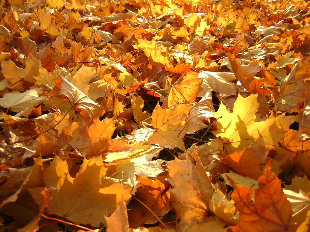 super autumn leaves