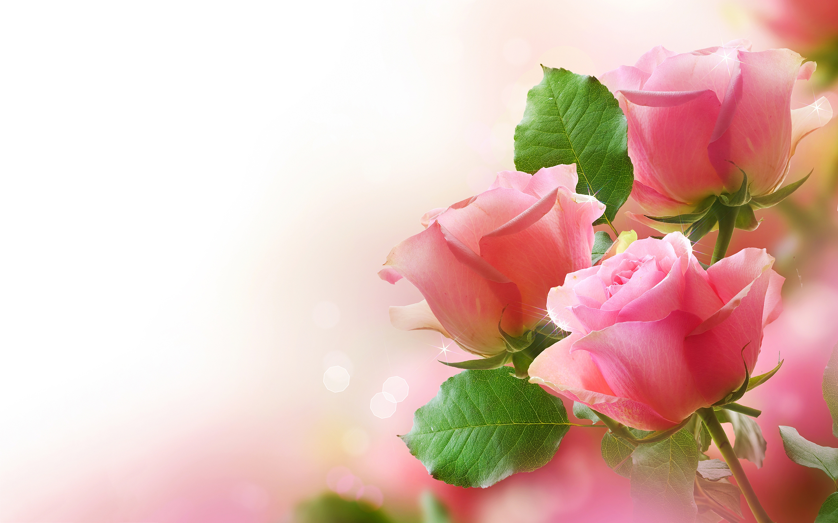 free pink rose