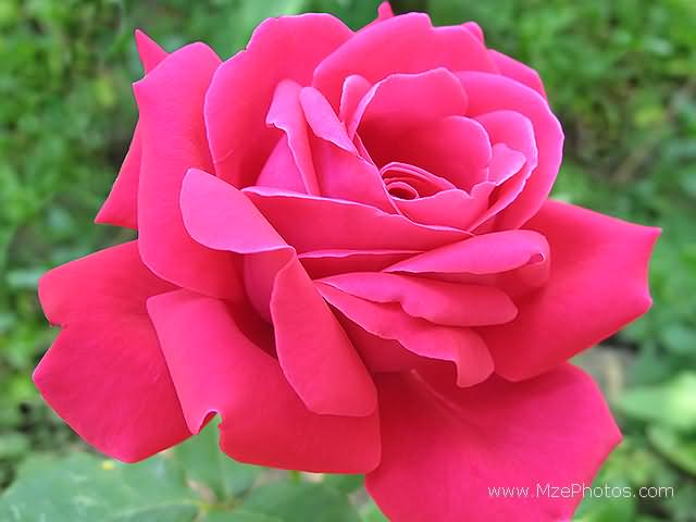 3d pink rose